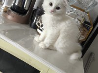 Çok Tatlı Çok Oyuncu Bakımları Tam Scottish Fold
