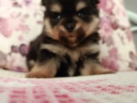 Uygun pomeranian yavrular
