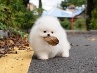Pomeranian Boo Mini Ayıcık Yavrularımız