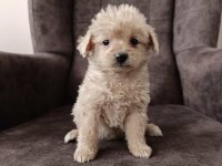 Maltipoo yavrularımız