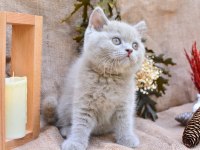 Sütlü Kahveniz Lilac British Shorthair 