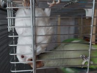 Albino ve yeşil monk 5 aylık