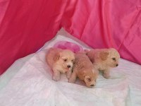 SEVİMLİ MALTİPOO BEBEKLER