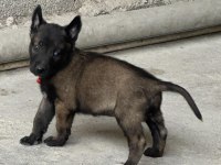 A kalite Belçika Malinois yavrular