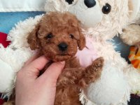 Pafuduk pafuduk poodle yavrular sizleri bekliyor