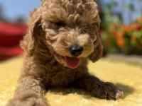 Tüy Dökmez Koku Yapmaz Toy Poodle Yavrular