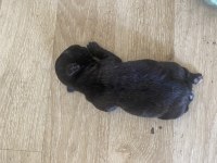 Acil french bulldog bebekler