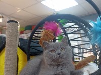 British Shorthair Erkek Yavru 2 Aylık