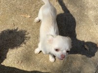 Elma Kafa Safkan Aşıları Tam Chihuahua
