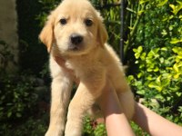 Golden retriever yavru 3 aylık