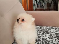 27. 01.2025 doğumlu dişi pomeranian boo ALANYA