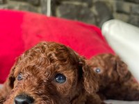 Core toy poodle köpeği