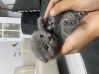 55 Günlük Scottish Fold Bebekler