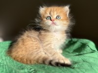 Mükemmel kalite Golden ny24 british longhair