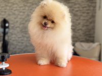 Wc eğitimli sçr belgeli pomeranian yavrularımız