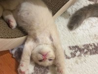 British shorthair erkek kedime yuva arıyorum