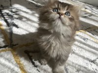 75 günlük british longhair