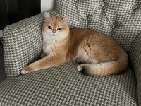 Golden British Shorthair 3 Yaşında Kısır
