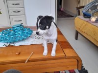 Orijinal ırk chihuahua
