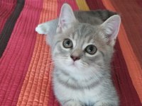 sevgi dolu oyuncu british shorthair