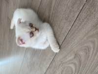 Kendi kedimizin yavrusu