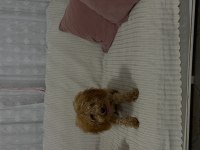 Dişi tüm aşıları tam toy poodle
