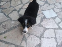 2.5 aylık orjinal bernese çok akıllı WC eğitimli