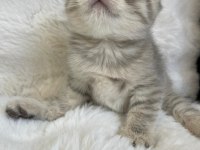 Yavru Scottish Fold