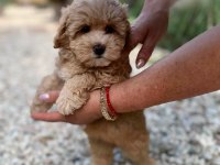 Aşılı Pasaportlu Mikroçipli Maltipoo  Yavrularımız 