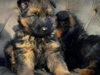Alman Kurdu Köpekler