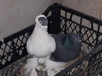 Güvercin Genç Ve Sağlıklı