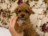 BABYFACE MALTİPOO YAVRULARIMIZ
