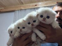 Scottish fold silver point yavrular