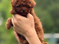 Toy Poodle Yavrular
