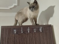 Temiz bakımlı british shorthair