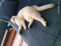 Çok güzel scottish fold kızımız için yuva arıyoruz