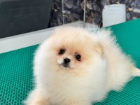 TEDDY TEACUP POMERANİAN YAVRULARIMIZ