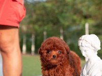 Toy poodle kore kan yavrularımız ped eğitimli