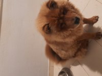 11 Aylık Chow Chow