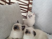 GÜZELLER GÜZELİ SCOTTİSH FOLD YAVRULARIMIZ