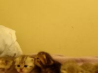 British shorthair bebişlerimizi sahiplendiriyoruz