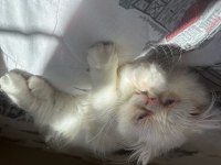 İRAN KEDİSİ