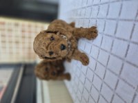 Toy poodle yavrular