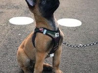 Belçika kurdu köpeği