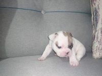 French bulldog