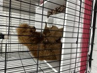 Mükemmel kalitede red ve dark redbrown poodle bebekler