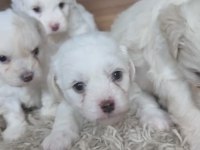 Muhteşem Güzellikte Safkan Maltese Terrier Yavrular