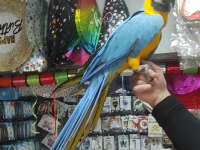 FULL EVCİL KONUŞAN SARI LACİVERT MACAW PAPAĞANIMIZ