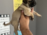 Pug mops yavru köpeğimiz