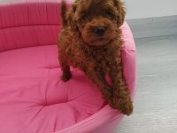 Redbrown toy poodle yavrularımızı canlı görün